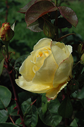 Chi-Ching Rose (Rosa 'Chi-Ching') at Stonegate Gardens