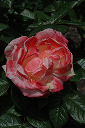 Mercury Rising Rose (Rosa 'Meilantmen') at A Very Successful Garden Center