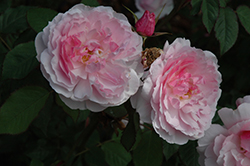 Lady Salisbury Rose (Rosa 'Auscezed') at Stonegate Gardens