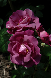 Rhapsody In Blue Rose (Rosa 'FRAntasia') at Lakeshore Garden Centres