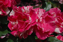 Candy Land Rose (Rosa 'WEKrosopela') at A Very Successful Garden Center