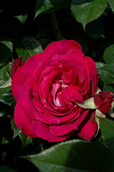 Wild Blue Yonder Rose (Rosa 'Wild Blue Yonder') at A Very Successful Garden Center