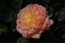 Centennial Star Rose (Rosa 'Centennial Star') at Lakeshore Garden Centres