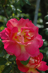 Reveil Dijonnais Rose (Rosa 'Reveil Dijonnais') at Lakeshore Garden Centres
