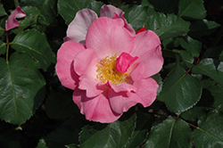 Dainty Maid Rose (Rosa 'Dainty Maid') at Lakeshore Garden Centres