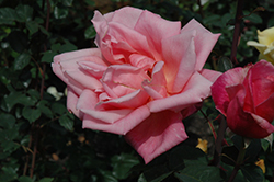 Texas Centennial Rose (Rosa 'Texas Centennial') at A Very Successful Garden Center