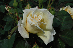 Golden State Rose (Rosa 'Golden State') at Stonegate Gardens