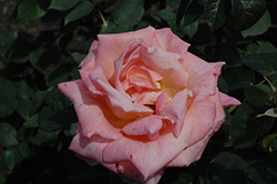 Signora Rose (Rosa 'Signora') at A Very Successful Garden Center