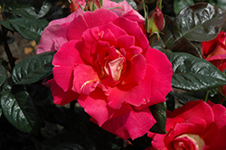 Saturnia Rose (Rosa 'Saturnia') at A Very Successful Garden Center
