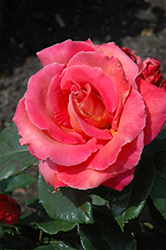 Holsteinperle Rose (Rosa 'KORdiam') at Stonegate Gardens