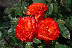 Charisma Rose (Rosa 'Charisma') at A Very Successful Garden Center