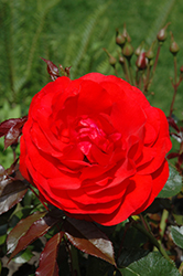 Trumpeter Rose (Rosa 'Mactru') at Stonegate Gardens