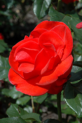 Orangeade Rose (Rosa 'RSM T9') at A Very Successful Garden Center