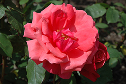 Vogue Rose (Rosa 'Vogue') at A Very Successful Garden Center