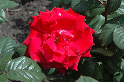 Grande Amore Eleganza Rose (Rosa 'KORcoluma') at Stonegate Gardens