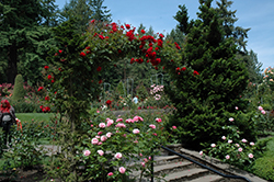 Ramblin' Red Rose (Rosa 'Ramblin' Red') at Lakeshore Garden Centres