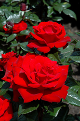 Crimson Bouquet Rose (Rosa 'Crimson Bouquet') at Lakeshore Garden Centres