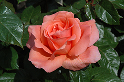 Sweet Fragrance Rose (Rosa 'Sweet Fragrance') at Lakeshore Garden Centres