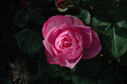 Skylark Rose (Rosa 'Ausimple') at Stonegate Gardens