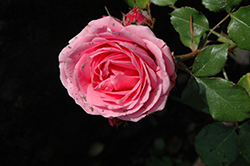 Pink Sunblaze Rose (Rosa 'Meimaviron') at Stonegate Gardens