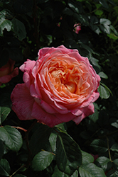 Portlandia Rose (Rosa 'CLEzap') at A Very Successful Garden Center