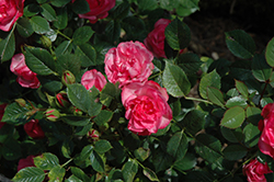 Buttons 'n' Bows Rose (Rosa 'Buttons 'n' Bows') at Lakeshore Garden Centres