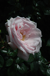 New Dawn Rose (Rosa 'New Dawn') at Lakeshore Garden Centres