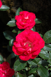 Cherry Sunblaze Rose (Rosa 'Meibekarb') at Lakeshore Garden Centres