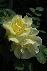 Carefree Sunshine Rose (Rosa 'Carefree Sunshine') at A Very Successful Garden Center