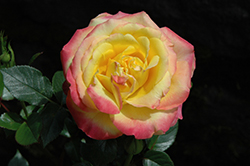 Rainbow Sunblaze Rose (Rosa 'Meigenpi') at Stonegate Gardens