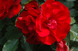 Red Corsair Rose (Rosa 'KORromalu') at Lakeshore Garden Centres
