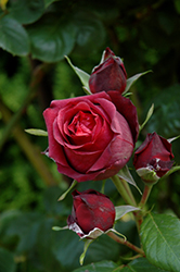 Chocolate Sundae Rose (Rosa 'Meikanebier') at Stonegate Gardens
