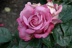 Royal Amethyst Rose (Rosa 'Royal Amethyst') at Stonegate Gardens