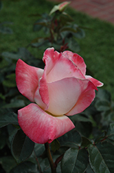 Gemini Rose (Rosa 'Gemini') at A Very Successful Garden Center