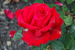 Rouge Royale Rose (Rosa 'Meikarouz') at Stonegate Gardens