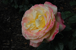 Antique Caramel Rose (Rosa 'KORtiglo') at A Very Successful Garden Center
