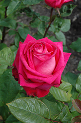 Signature Rose (Rosa 'Signature') at Lakeshore Garden Centres