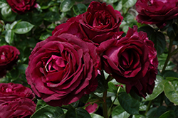 Twilight Zone Rose (Rosa 'WEKebtidere') at Lakeshore Garden Centres