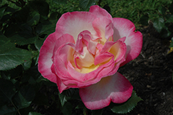 California Dreamin' Rose (Rosa 'California Dreamin'') at Stonegate Gardens