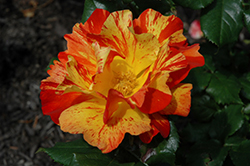 Fired Up Rose (Rosa 'Meitalrea') at Lakeshore Garden Centres