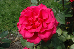 Fame! Rose (Rosa 'Fame!') at Lakeshore Garden Centres