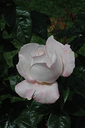 April In Paris Rose (Rosa 'April In Paris') at Stonegate Gardens