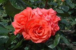 Marmalade Skies Rose (Rosa 'Marmalade Skies') at Lakeshore Garden Centres