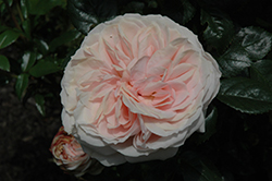 Cream Veranda Rose (Rosa 'KORfloci01') at Stonegate Gardens