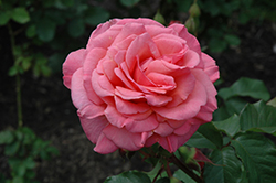 Kiss Me Rose (Rosa 'Kiss Me') at A Very Successful Garden Center