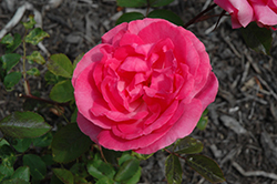 Tahitian Treasure Rose (Rosa 'Radtreasure') at A Very Successful Garden Center