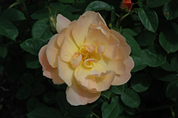 The Lark Ascending Rose (Rosa 'Ausursula') at Lakeshore Garden Centres
