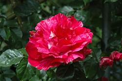 Shadow Dancer Rose (Rosa 'MORstrort') at A Very Successful Garden Center