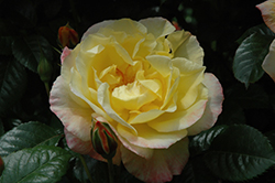 Moonlight Rose (Rosa 'KORklemol') at A Very Successful Garden Center