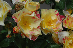 Citrus Burst Rose (Rosa 'Radfifth') at A Very Successful Garden Center